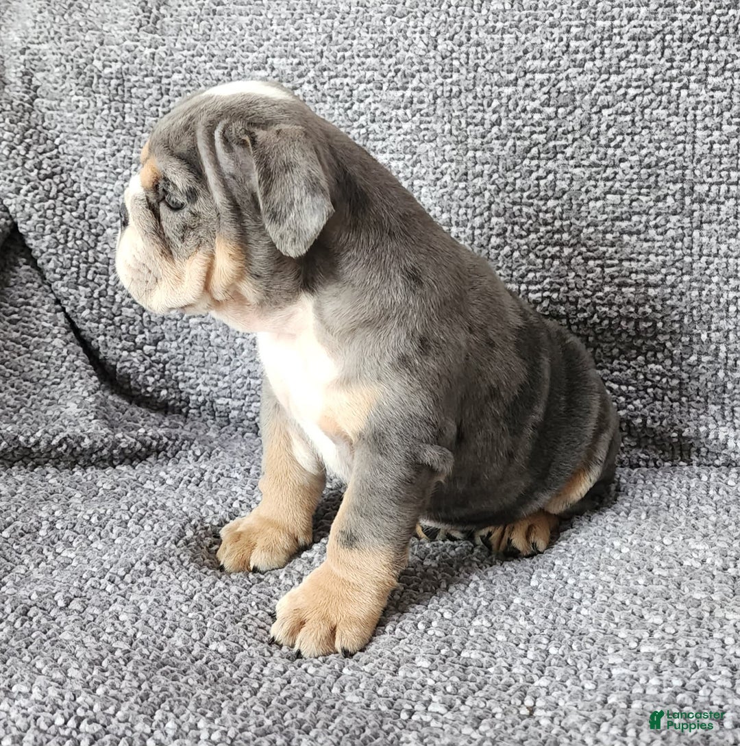 English Bulldog dogs for sale: Kelly - Image 2