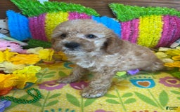  dogs for sale: Ringo - Listing for pets: Ringo - Image 2