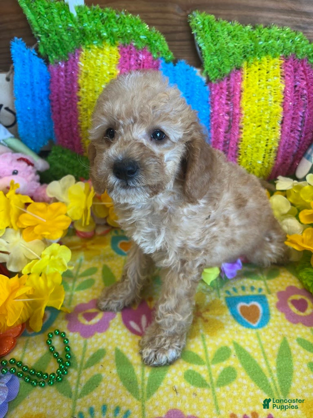  dogs for sale: Ringo - Listing for pets: Ringo - Image 2
