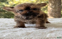 Yorkshire Terrier dogs for sale: Joey Chocolate - Image 2