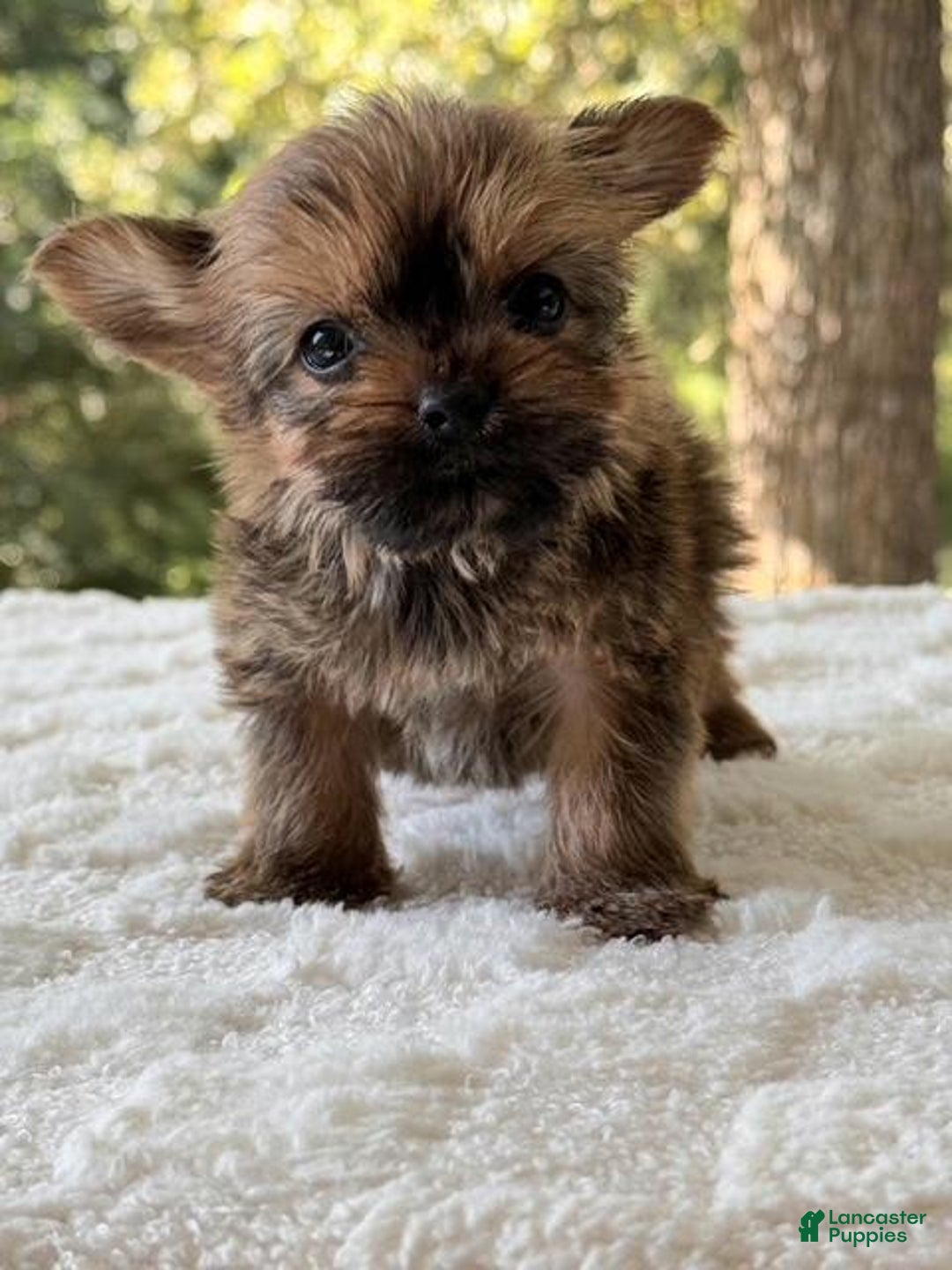 Yorkshire Terrier dogs for sale: Joey Chocolate - Image 2