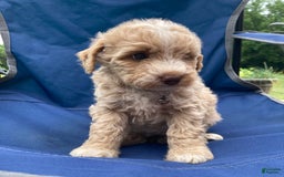 Mini Goldendoodle dogs for sale: Cooper - Image 19