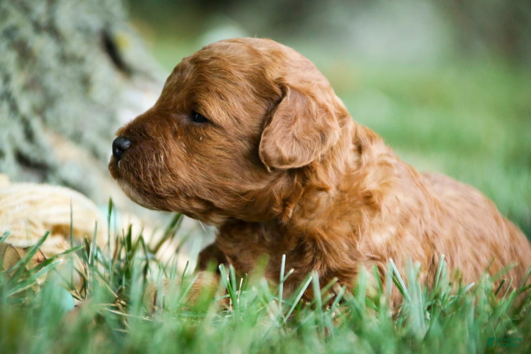 Miniature Poodle dogs for sale: Miniature Poodle 4 puppies - Image 15