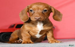 Miniature Dachshund dogs for sale: Diana - Image 1