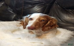 Miniature Dachshund dogs for sale: George - Image 6