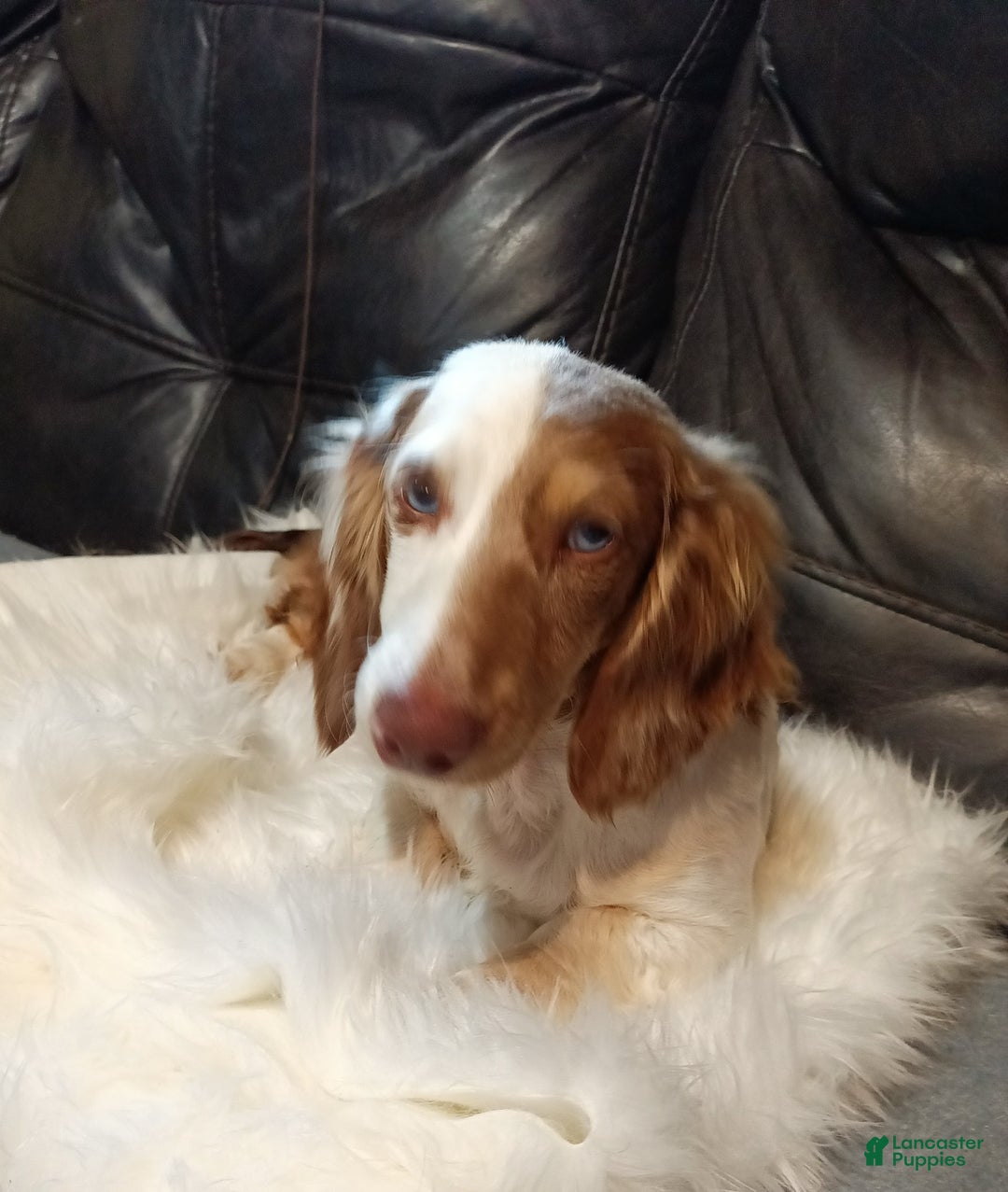 Miniature Dachshund dogs for sale: George - Image 6