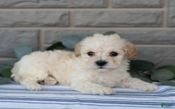 Bichpoo dogs for sale: Kory - Image 4