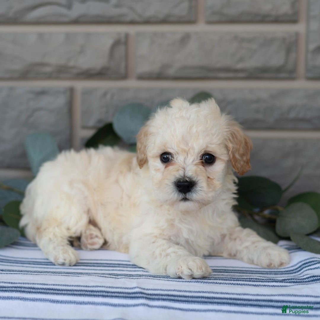 Bichpoo dogs for sale: Kory - Image 4