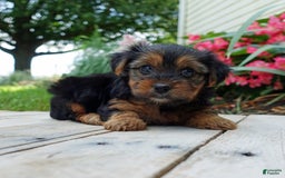 Yorkshire Terrier dogs for sale: Kenya - Image 8