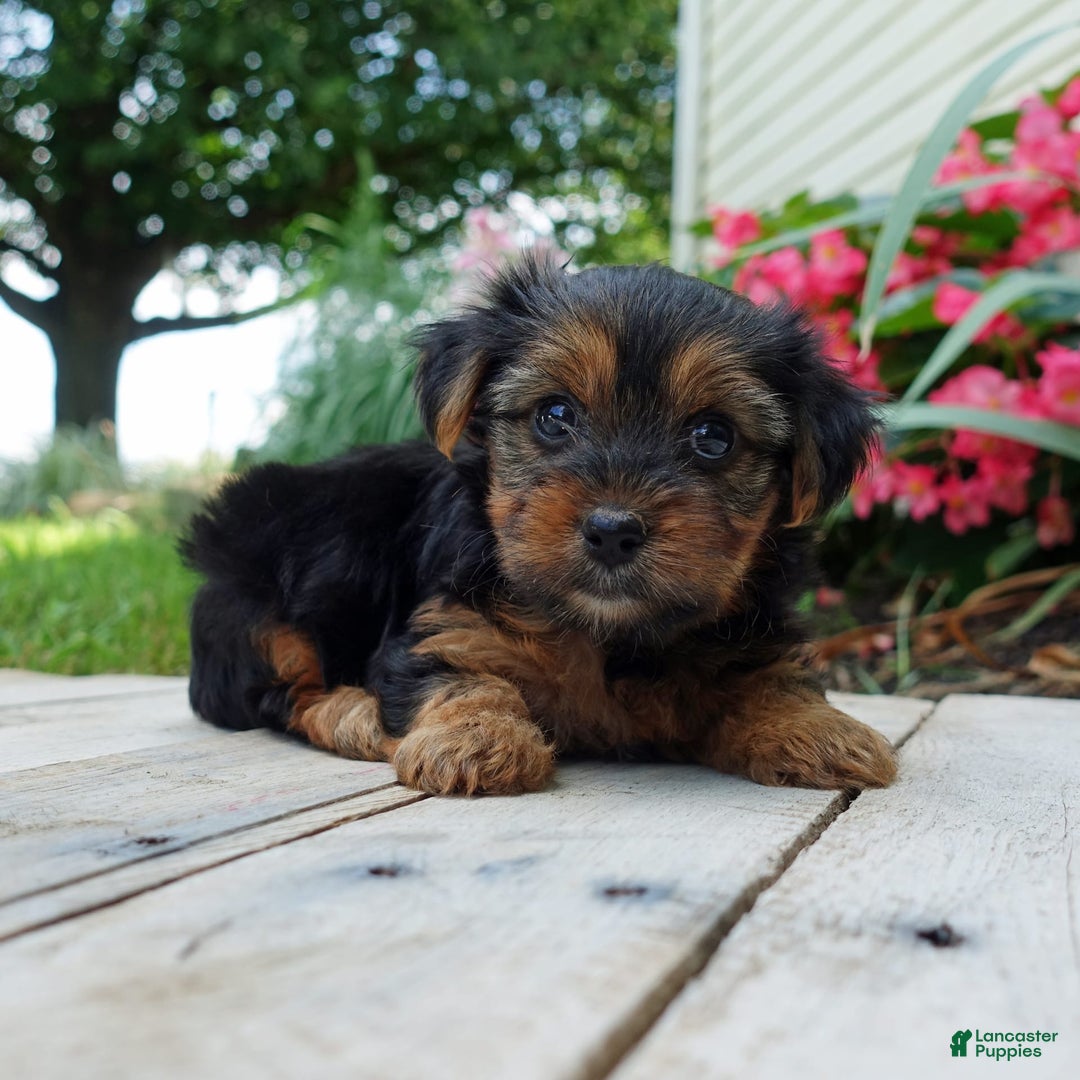 Yorkshire Terrier dogs for sale: Kenya - Image 8