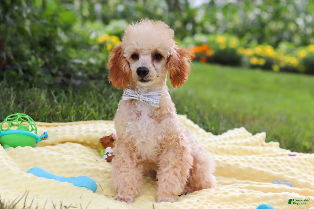 Miniature Poodle dogs for sale: Jazz - Image 19