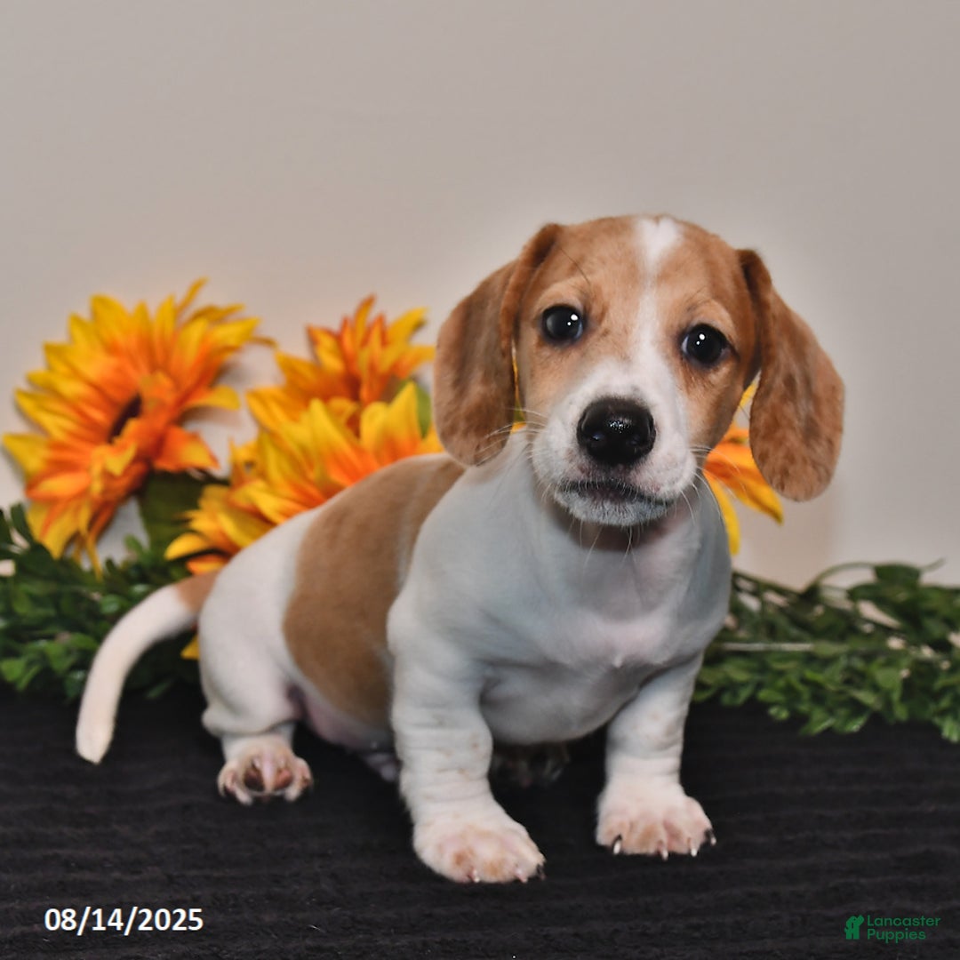 Miniature Dachshund dogs for sale: Wiggles - Image 2