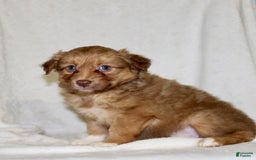 Australian Shepherd dogs for sale: Sally - Image 6