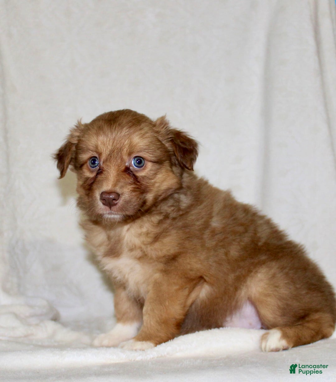 Australian Shepherd dogs for sale: Sally - Image 6
