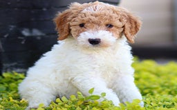 Standard Poodle dogs for sale: Rainay - Image 6