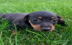 Miniature Dachshund dogs for sale: Davie - Image 4