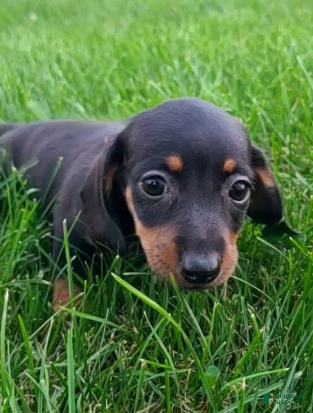 Miniature Dachshund dogs for sale: Davie - Image 4