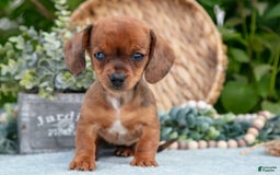 Miniature Dachshund dogs for sale: Jade - Image 6