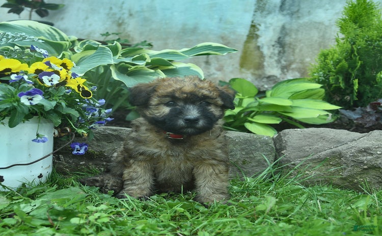 Soft Coated Wheaten Terrier dogs for sale - Ad 1
