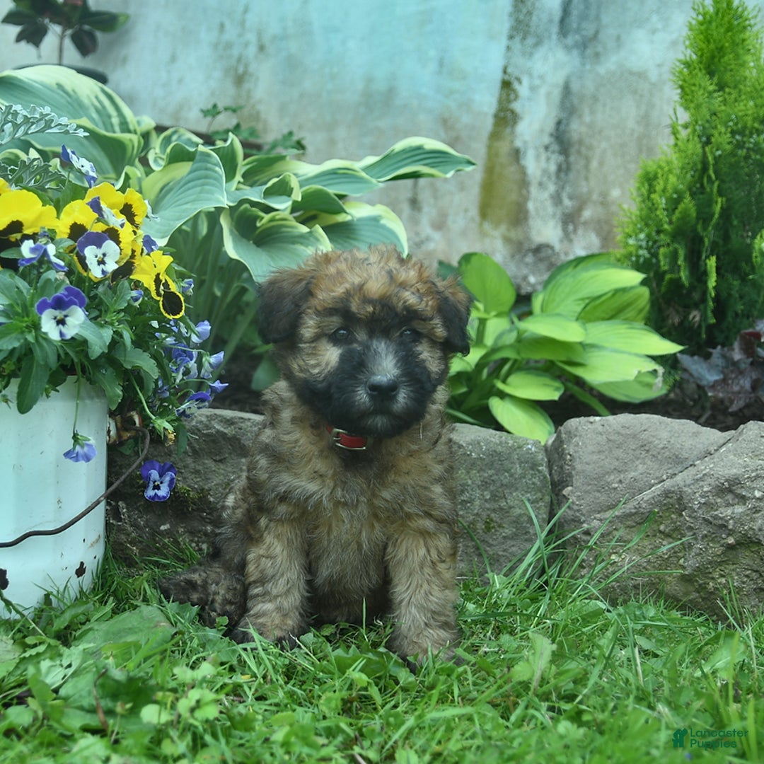 Soft Coated Wheaten Terrier dogs for sale: Ruby - Image 1