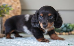 Miniature Dachshund dogs for sale: Allie - Image 4