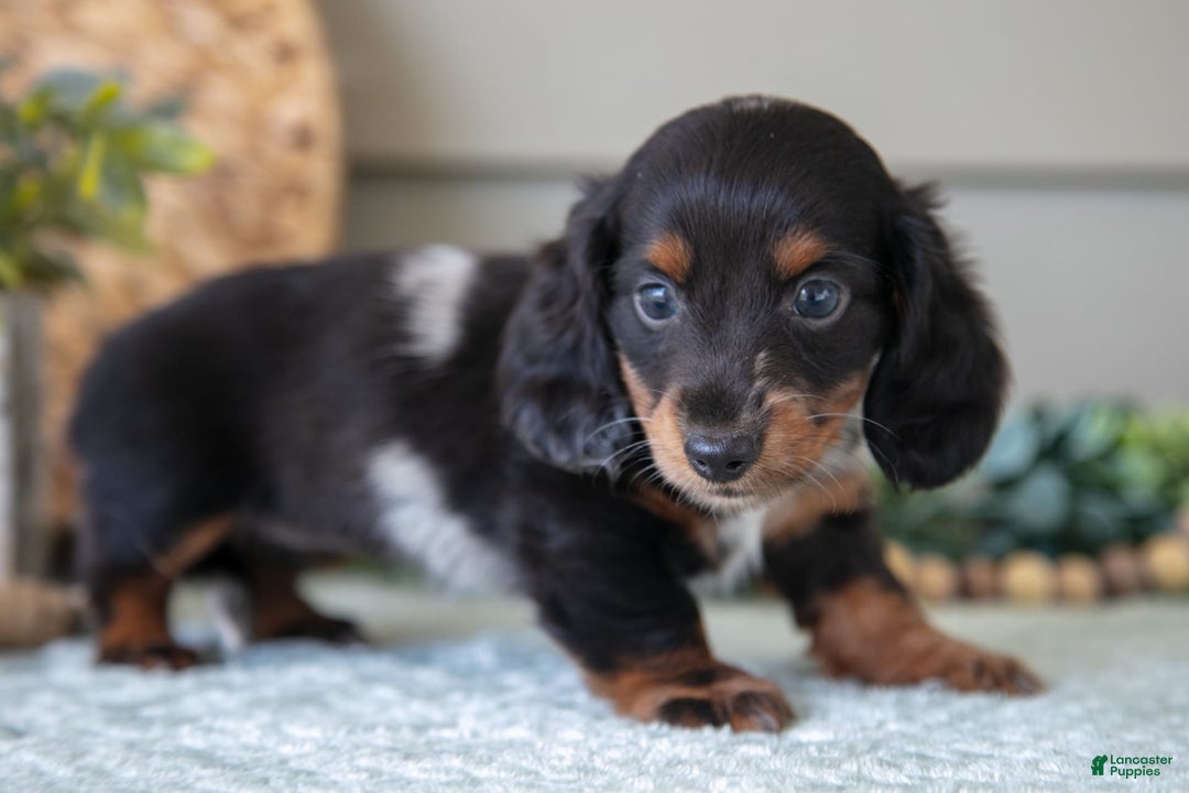 Miniature Dachshund dogs for sale: Allie - Image 4