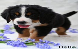 Bernese Mountain Dog dogs for sale: Bella - Image 3