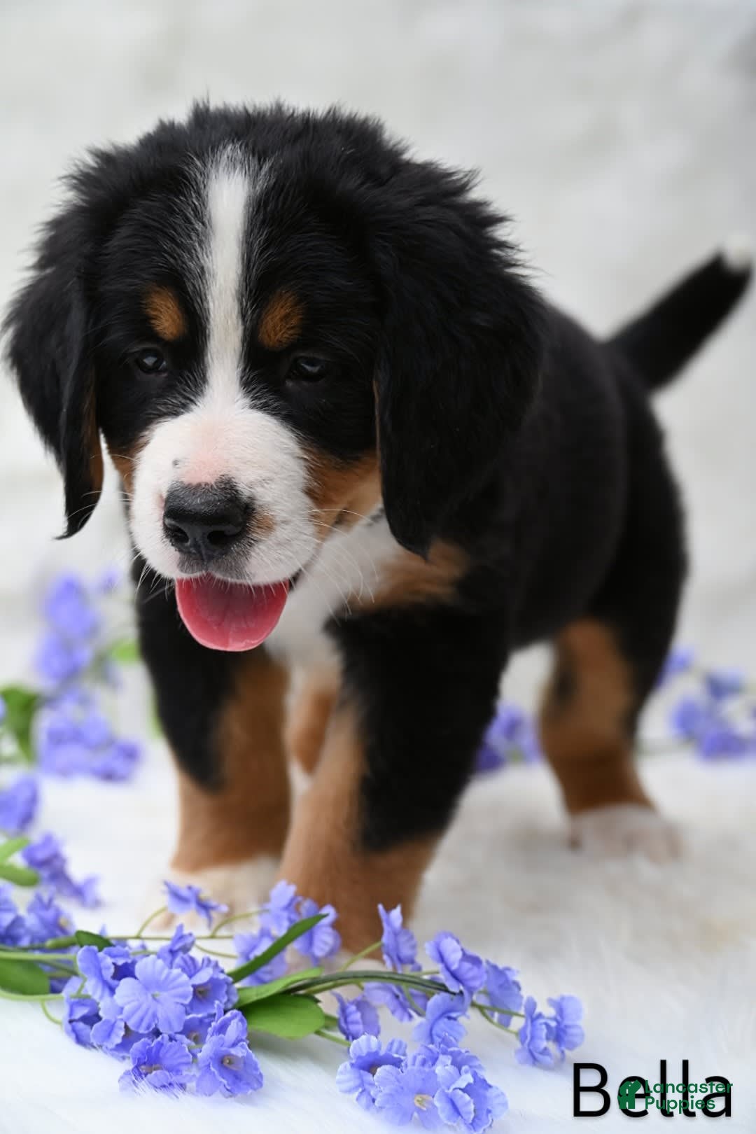 Bernese Mountain Dog dogs for sale: Bella - Image 3