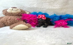 Morkie dogs for sale: Penelope - Image 2