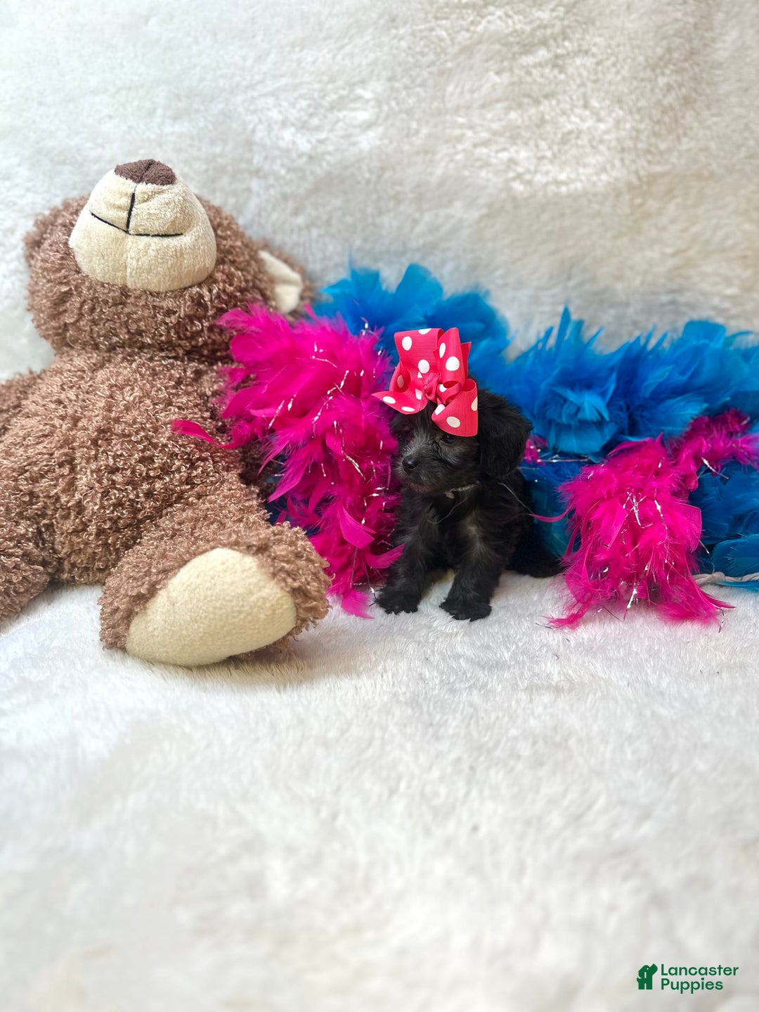Morkie dogs for sale: Penelope - Image 2