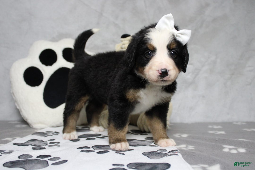 Bernese Mountain Dog dogs for sale: Pebbles - Image 9