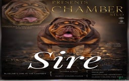 English Bulldog dogs for sale: Trixie - Image 3