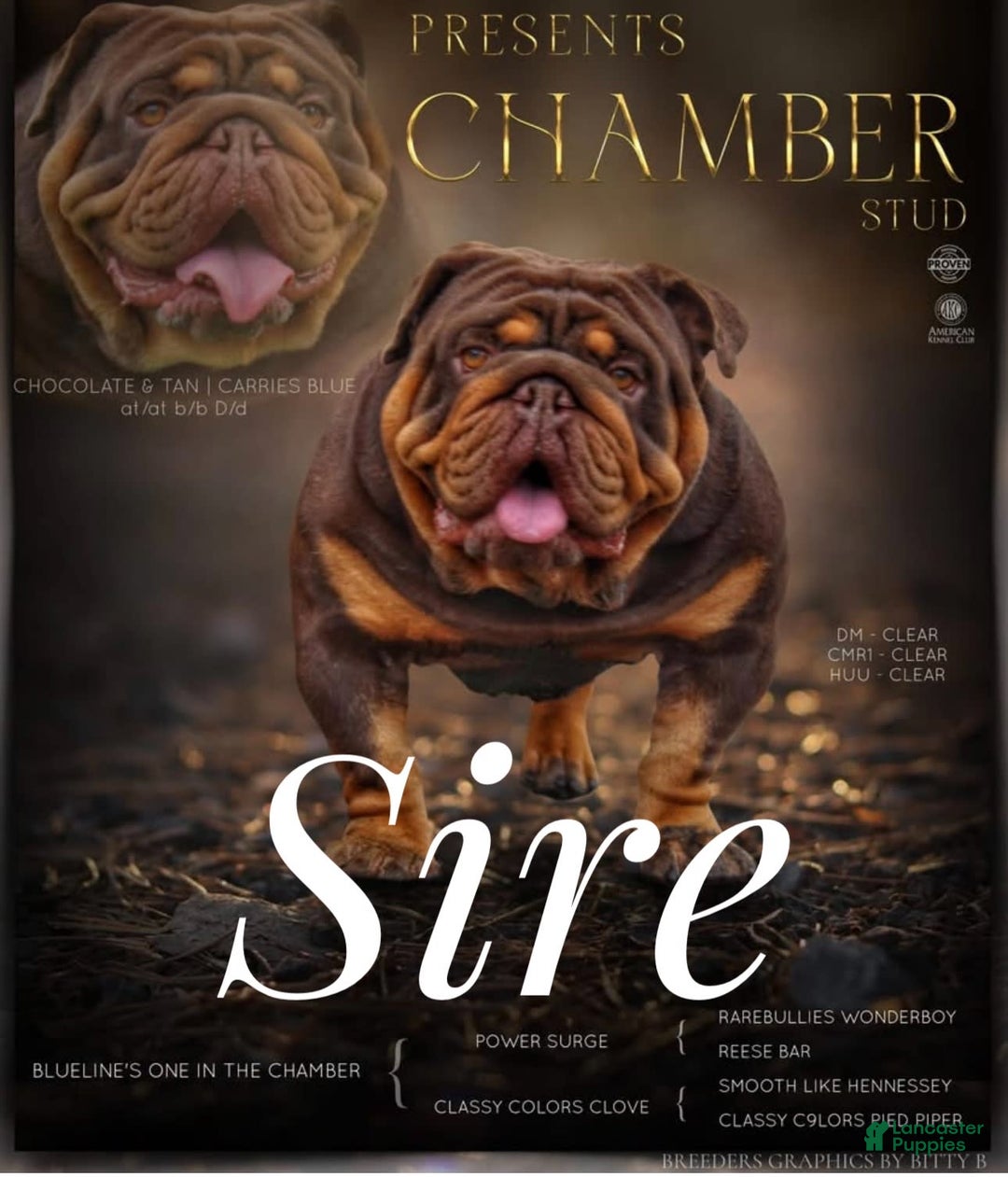 English Bulldog dogs for sale: Trixie - Image 3