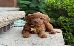 Goldendoodle dogs for sale: Milo - Image 5