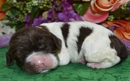 Cocker Spaniel dogs for sale: Briechocolatetanparticockerpuppy - Image 7