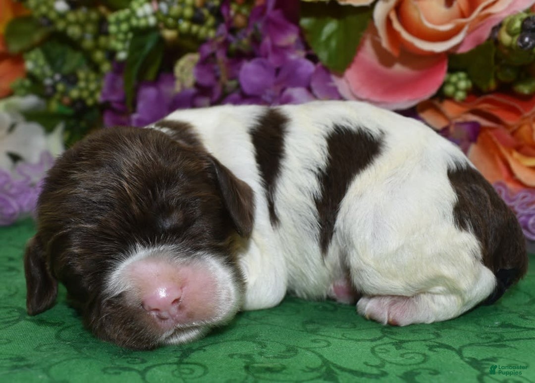 Cocker Spaniel dogs for sale: Briechocolatetanparticockerpuppy - Image 7