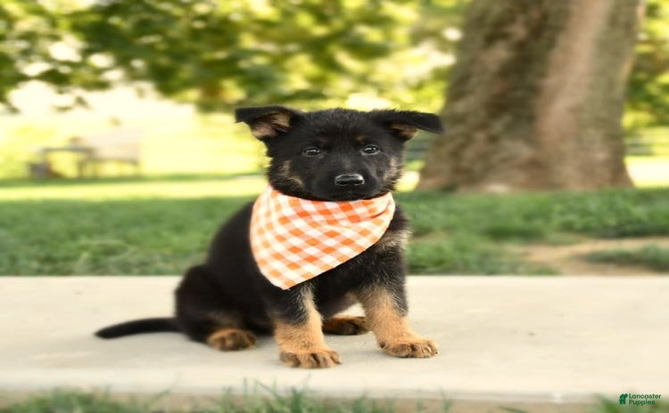 German Shepherd dogs for sale - Ad 2