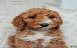 Goldendoodle dogs for sale: Blair - Image 1