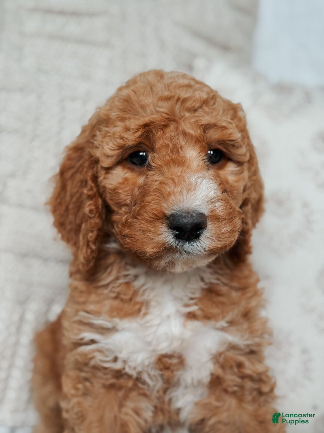Goldendoodle dogs for sale: Blair - Image 1