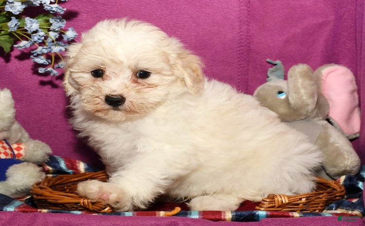Shihpoo dogs for sale - Ad 2