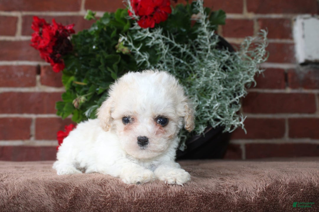 Cavapoo dogs for sale: Ashley - Image 8