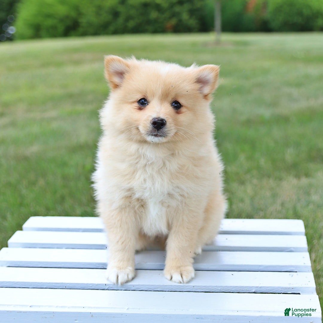 Pomeranian dogs for sale: Tucker - Image 4