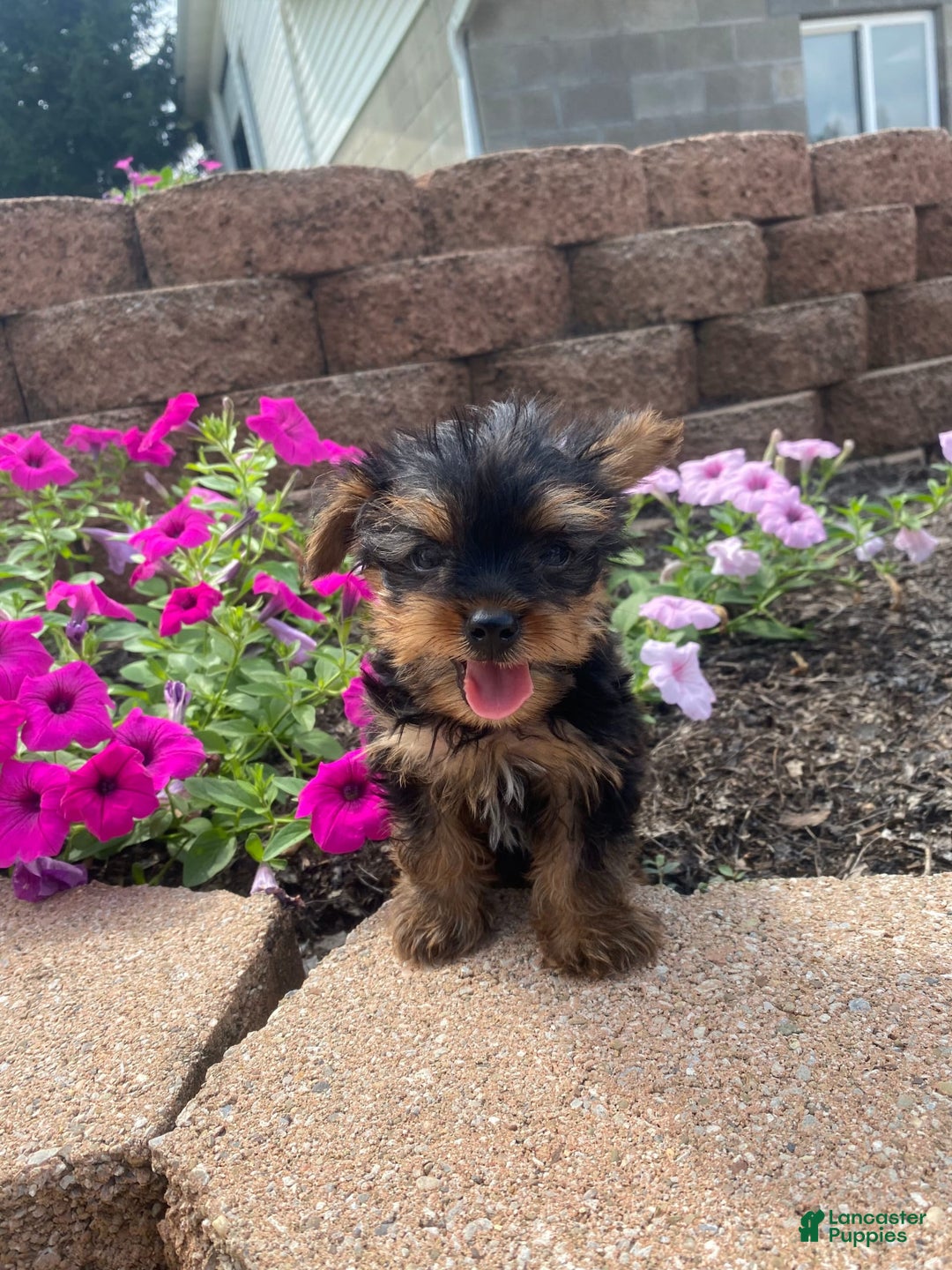Yorkshire Terrier dogs for sale: Rebel - Image 4