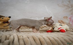 Chihuahua dogs for sale: Sophie - Image 6