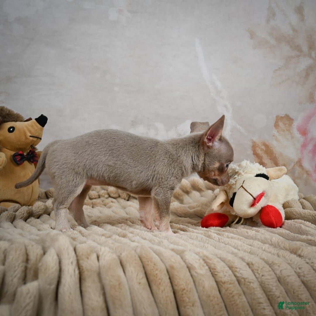 Chihuahua dogs for sale: Sophie - Image 6
