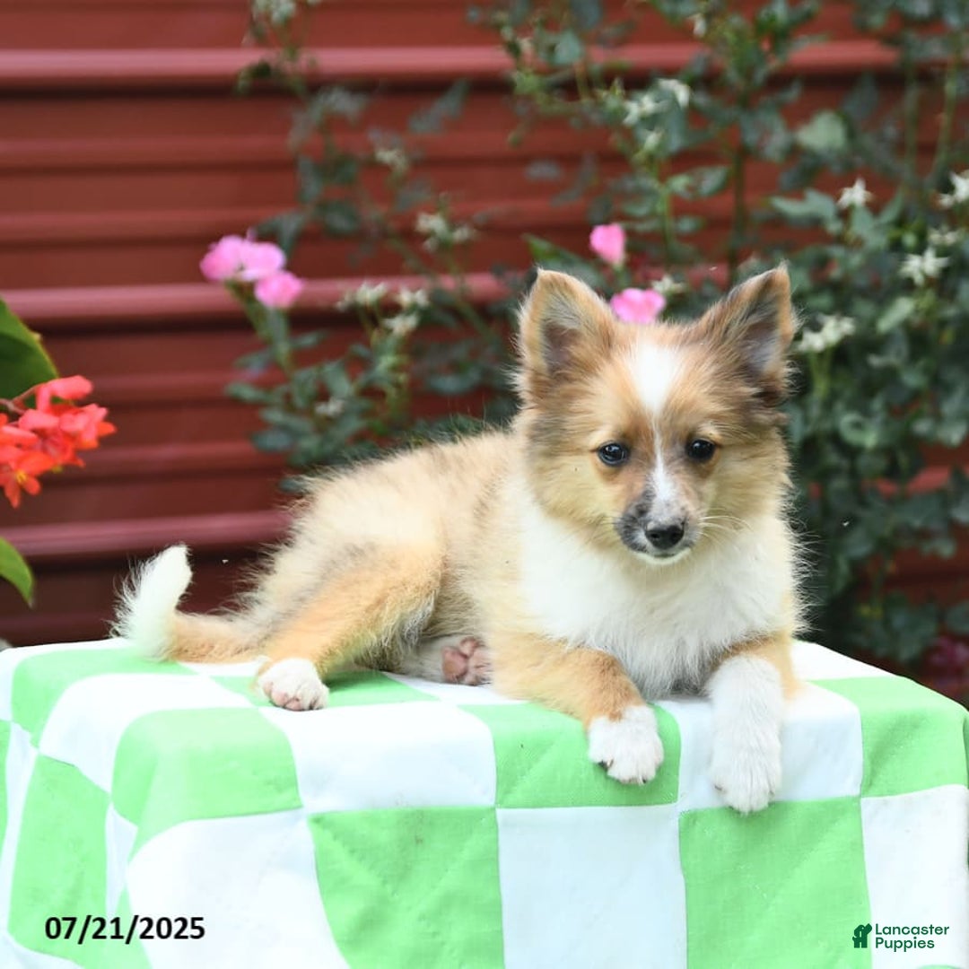 Shetland Sheepdog dogs for sale: Peaches - Image 7