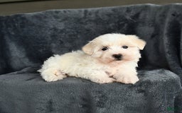 Maltese dogs for sale: Lucky - Image 1