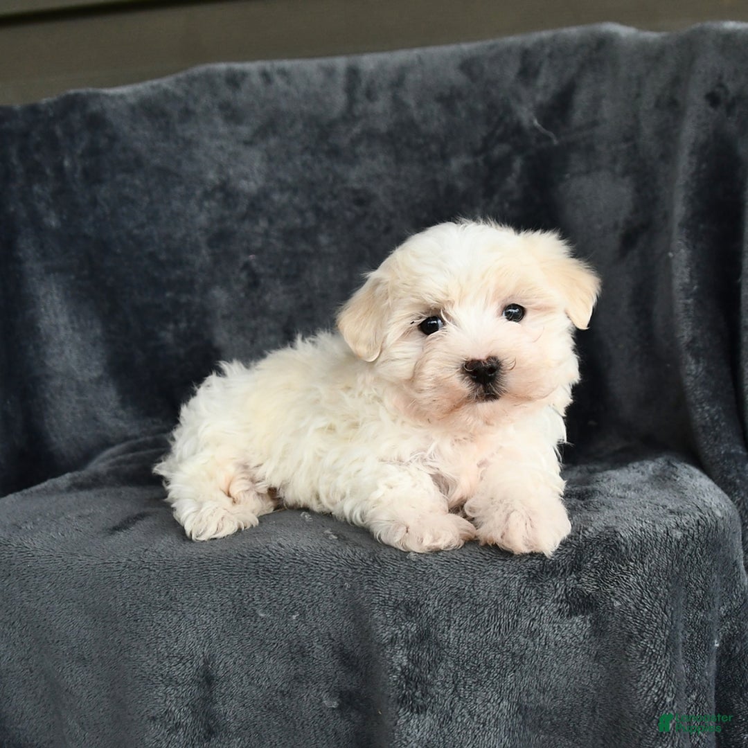 Maltese dogs for sale: Lucky - Image 1
