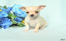 Chihuahua dogs for sale: Max - Image 4