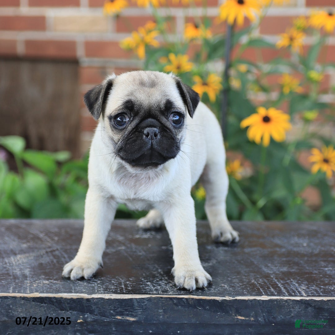 Pug dogs for sale: Bella - Image 4